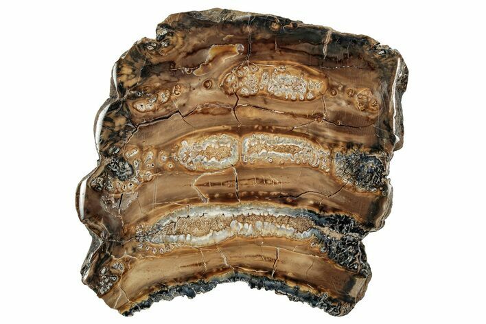 Polished Mammoth Molar Slice - South Carolina #333759
